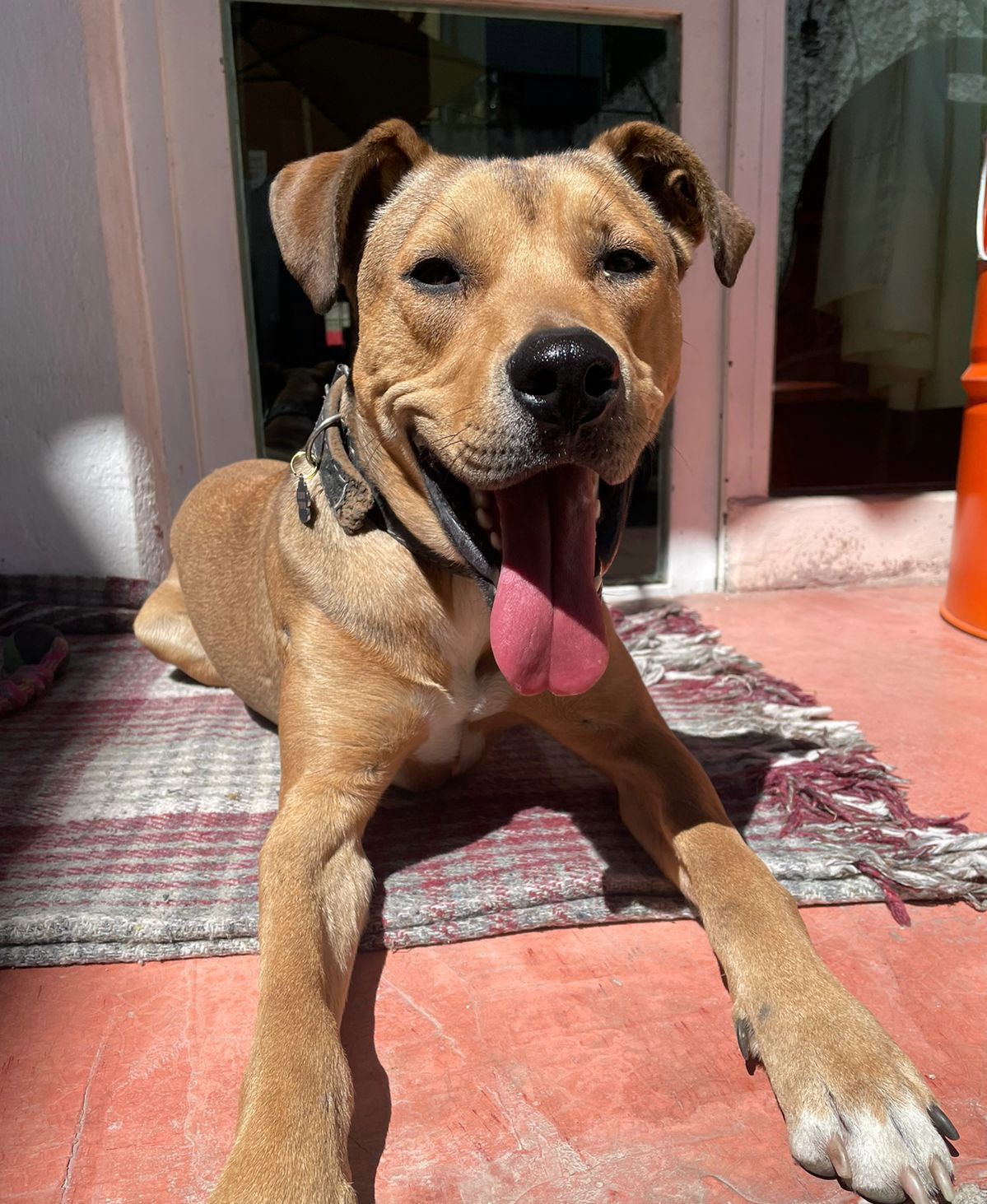 Jengo en adopción