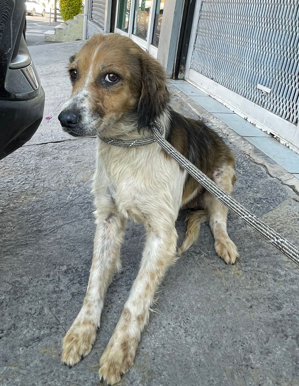 Lua en adopción