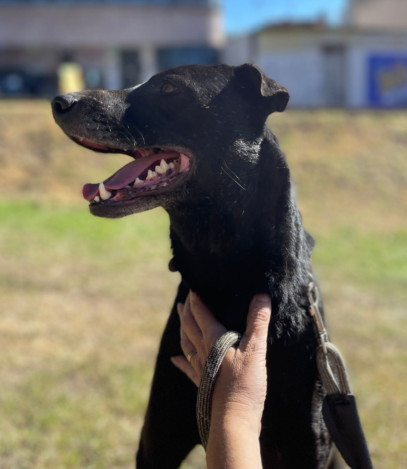 Vader en adopción